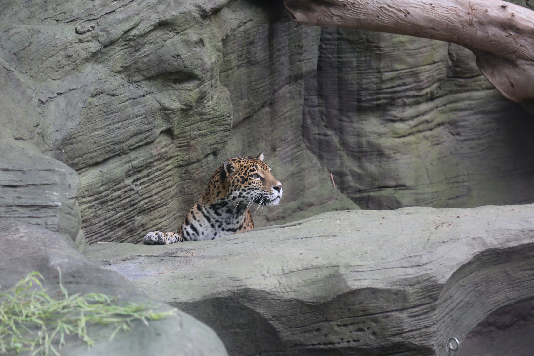 Meet Reid Park Zoo's new jaguar Bella